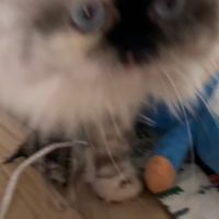 Cat fanart group