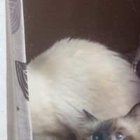 貓窩