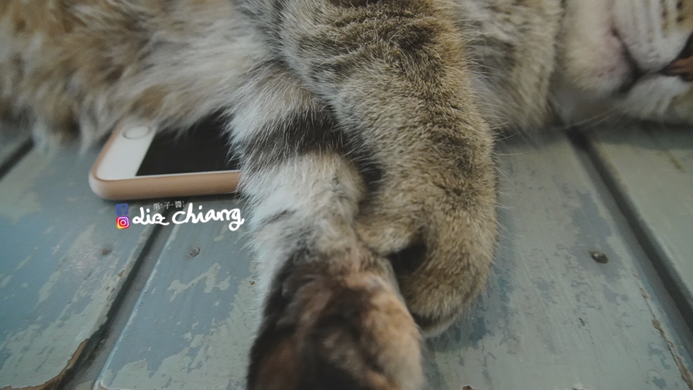 來森下午茶-甜點-咖啡-寵物C0739T01Liz chiang 栗子醬-美食部落客-料理部落客