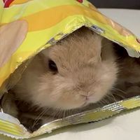 ざつだんおぷ