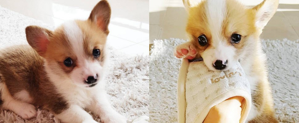 柯基犬用粉紅肉墊融化女孩們的心❤