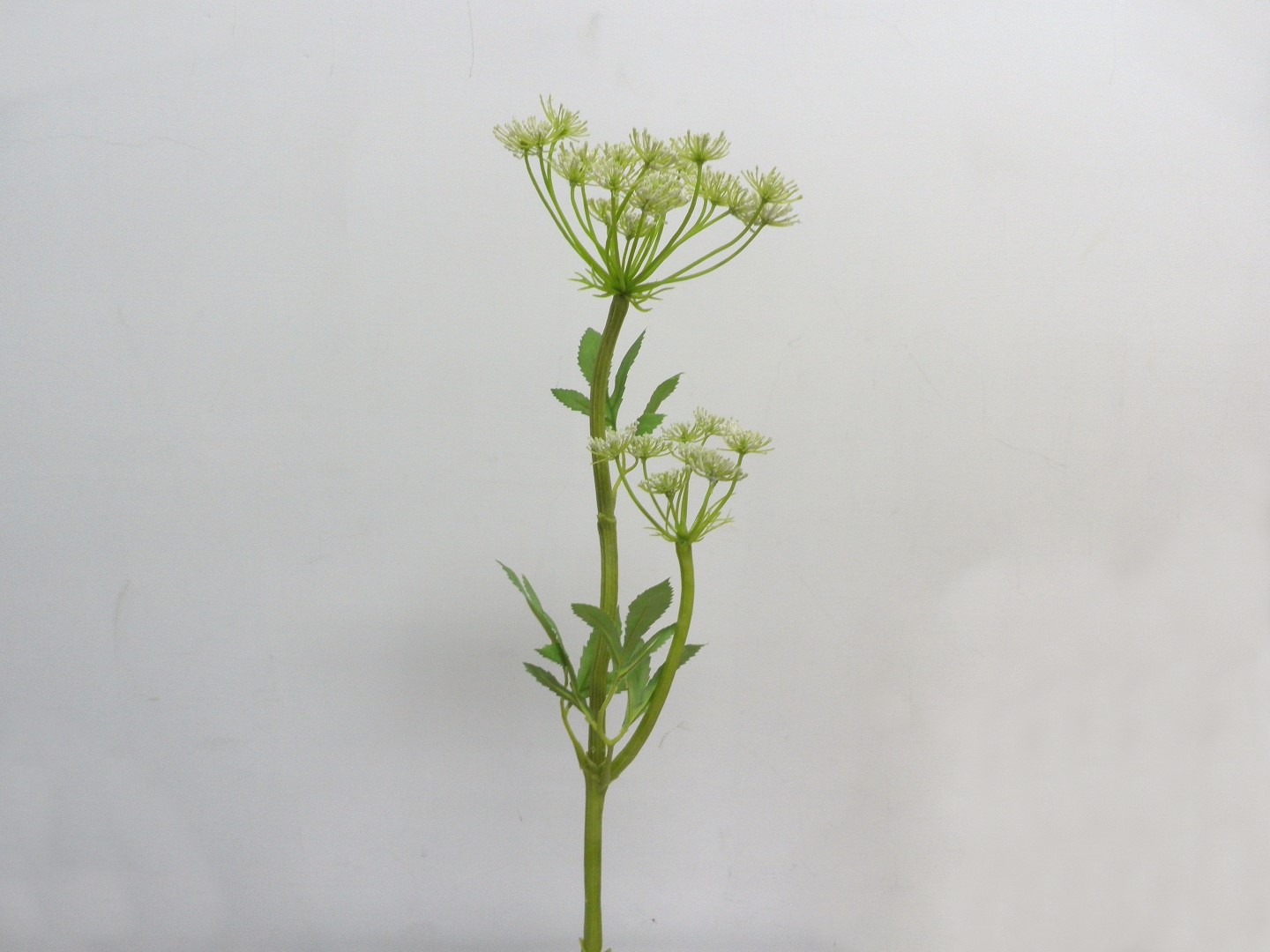 ★超低價★二叉皇后蕾絲花-乳白 / 人造花 空間 景觀 佈置 造景