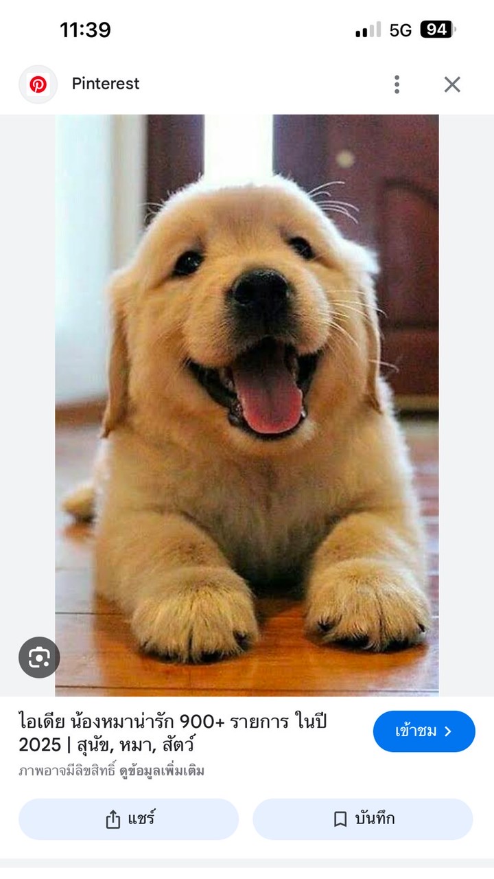 แก๊งน้องหมา 🐶