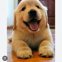 แก๊งน้องหมา 🐶
