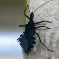 害虫駆除　害獣駆除　消臭　除菌