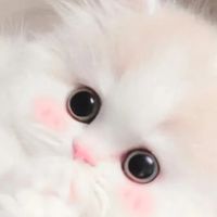 🐈幼貓培育各自繁殖買賣😺