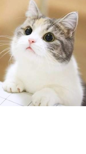 貓咪客棧