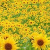 ①障害者交流室１号室