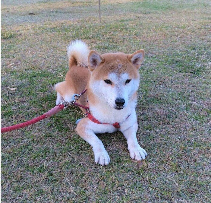 ロックオン状態の柴犬タロさん 動かない強硬手段を取った