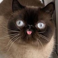 莉莉絲