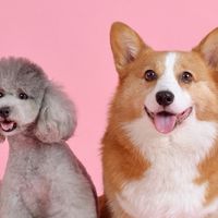 毛孩分享 生活大小趣事 心得 訓練 二手用品 飼料 衣服 玩具 交易 大家一起討論分享