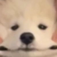 จุ๊กกรู้วๆ