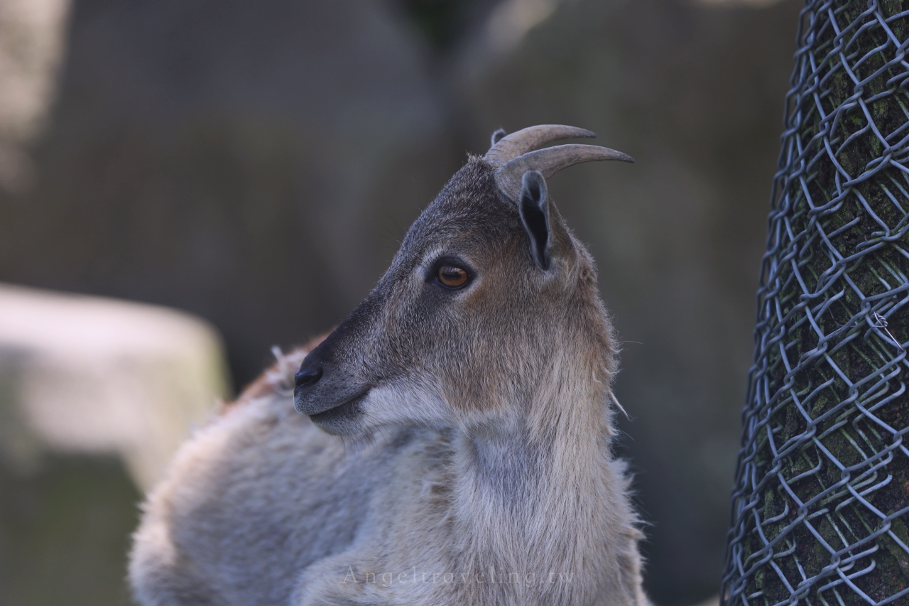 九州自然野生動物園 1422