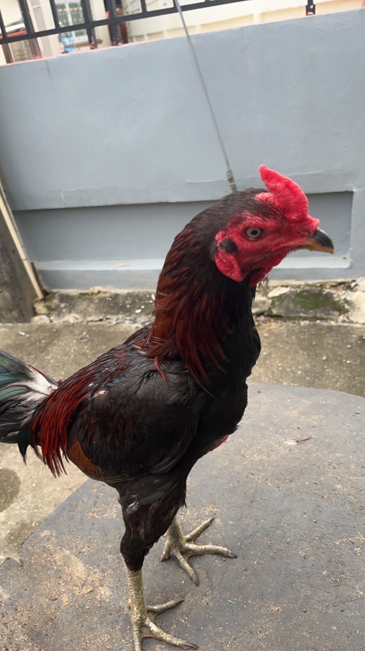 พม่าแม่สายเจริญฟาร์ม