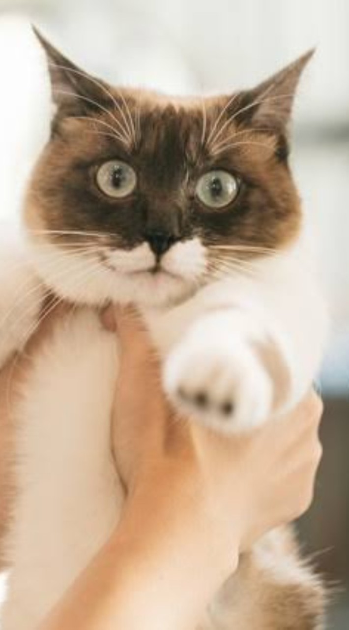 獣医師・愛玩動物看護師の転職情報共有コミュ