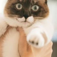 獣医師・愛玩動物看護師の転職情報共有コミュ
