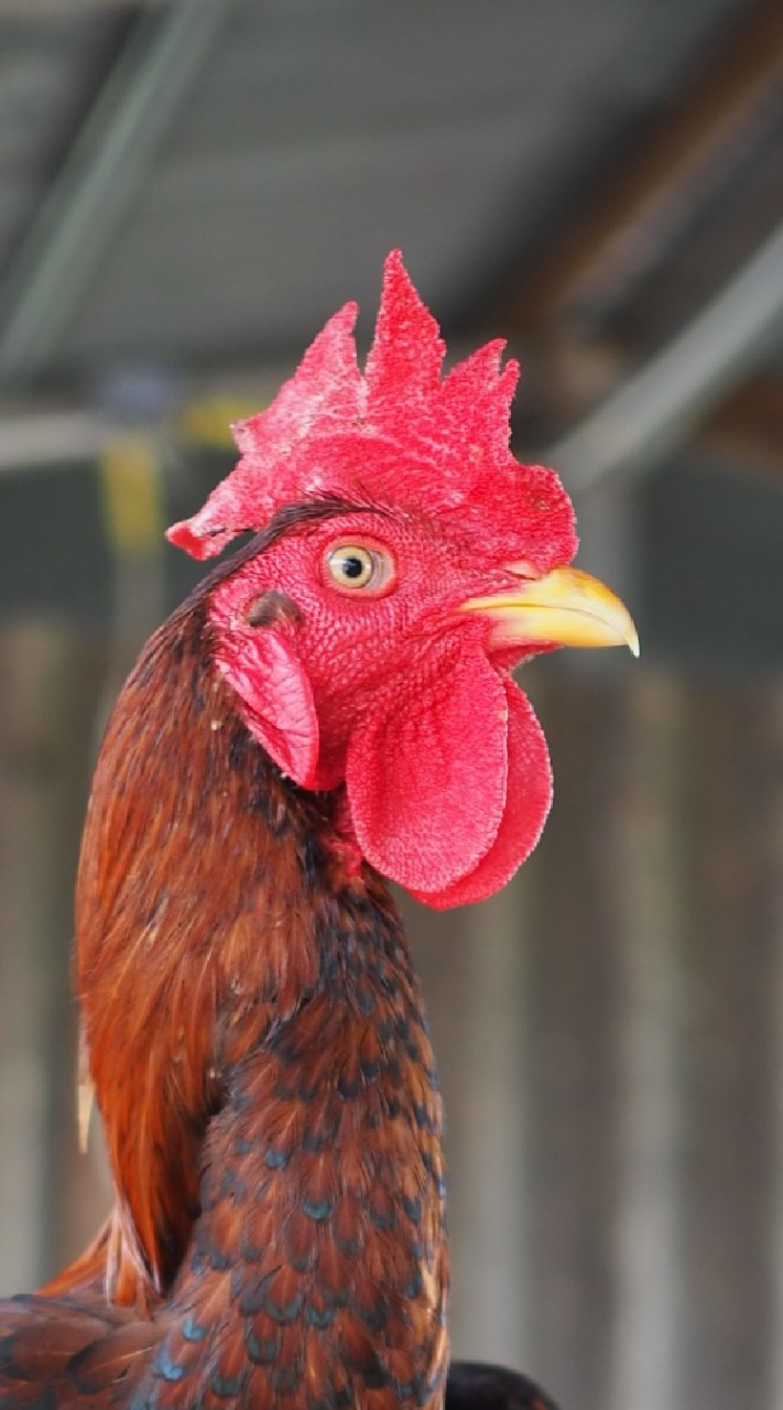 สุรศักดิ์​ฟาร์ม​ไก่ชน