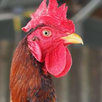 สุรศักดิ์​ฟาร์ม​ไก่ชน