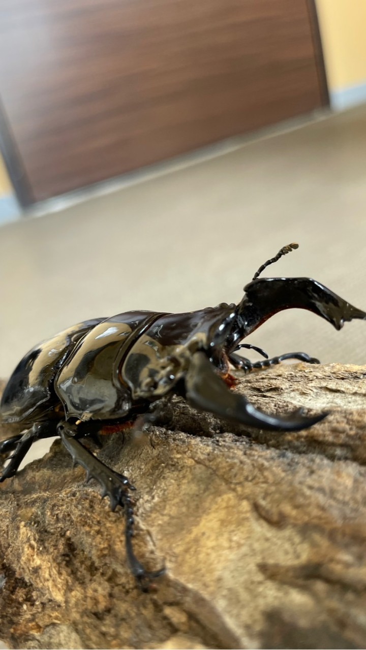 昆虫採集夜更かし隊