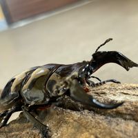昆虫採集夜更かし隊