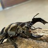 昆虫採集夜更かし隊