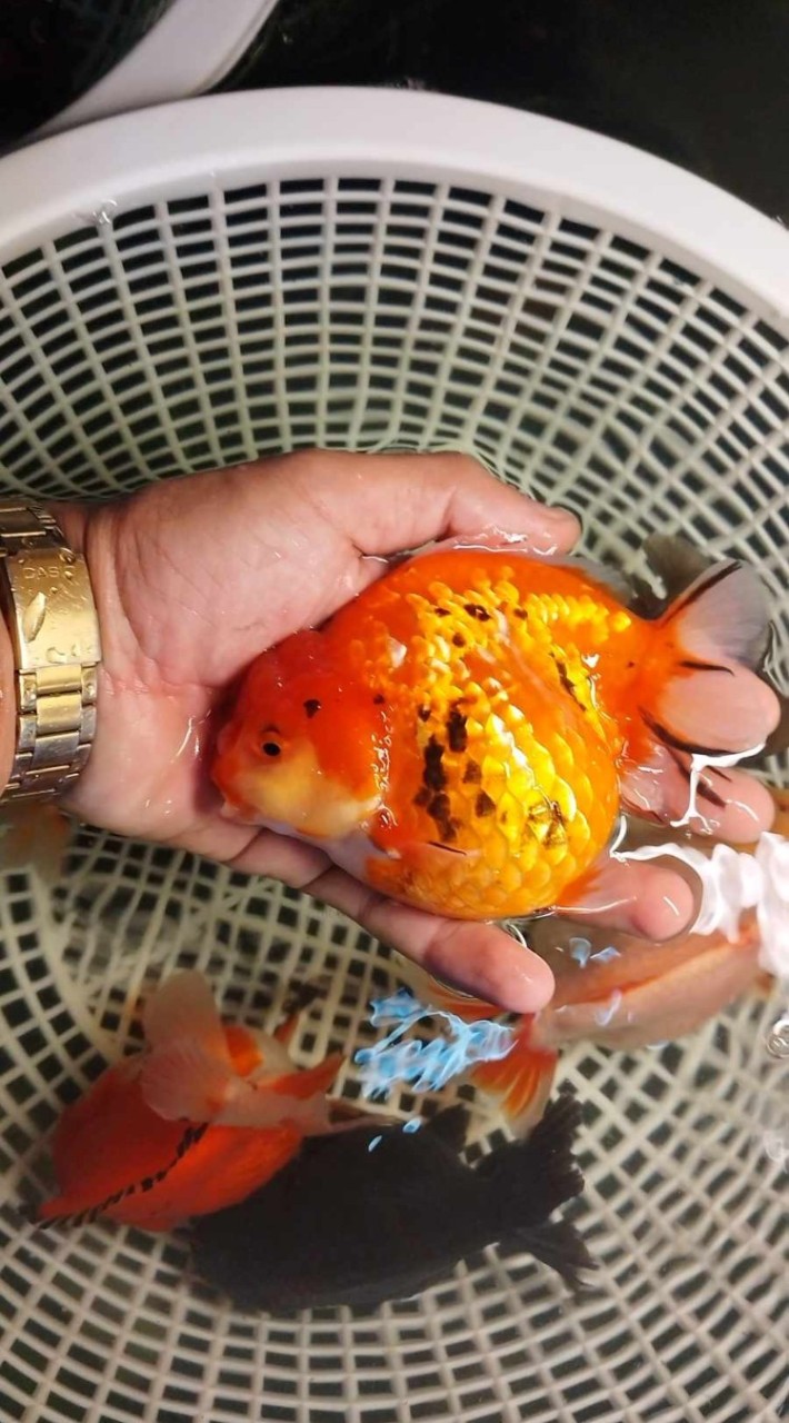 ประมูลปลาทองหาดใหญ่ 🐠🐠