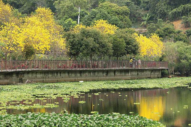 峨嵋湖沿岸的黃花風鈴木，逢春滿開，金黃色倒影與河面的布袋蓮相映生輝。（攝影／于魯光）