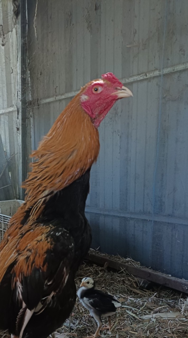 ไก่ชนเหลืองหางขาวสุมาลัยฟาร์ม