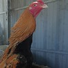 ไก่ชนเหลืองหางขาวสุมาลัยฟาร์ม