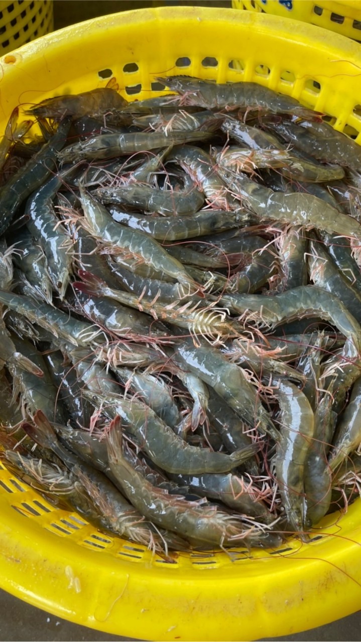 🦐🦐ตัวแทนบุ๋มบิ๋มซีฟู้ด🦐🦐