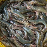 🦐🦐ตัวแทนบุ๋มบิ๋มซีฟู้ด🦐🦐