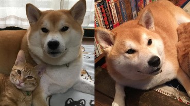 就算每天被你們閃我也願意～史上最恩愛的貓狗組合就是牠們！