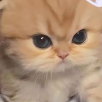@Helppahub