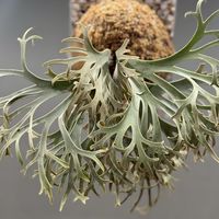 KZ Garden