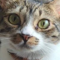 獣医　お話グループ