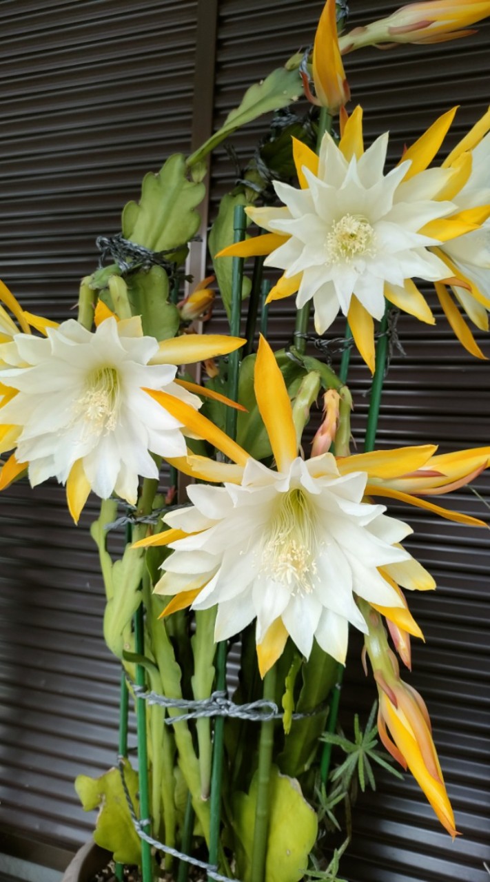 毎日園芸　　　　　園芸。料理。お花。写真。　　女子トーク