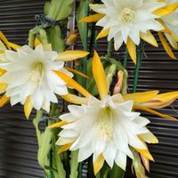 毎日園芸　　　　　園芸。料理。お花。写真。　　女子トーク