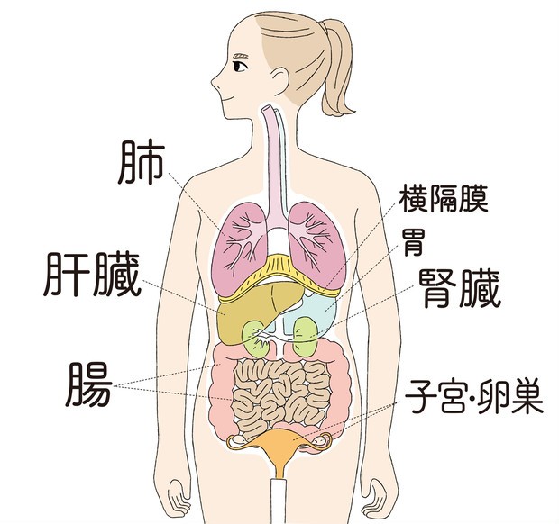 内臓美容で健やか美をget 美容に関係のある臓器をピックアップ Maquiaメイク