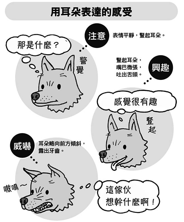 耳朵方向意義大不同 誤判愛犬的心情 會讓毛孩很傷心 女人迷womany Line Today