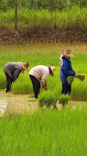 แดนดินถิ่นอีสาน By สวท.สกลนคร