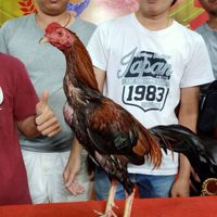 ช.รัชชานนท์(ไลน์ประมูล)