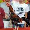 ช.รัชชานนท์(ไลน์ประมูล)