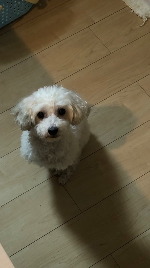 わんちゃんのしつけ行動相談室🐶