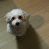 わんちゃんのしつけ行動相談室🐶