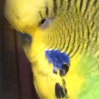 インコのお部屋‪(•.ꀎ.•)