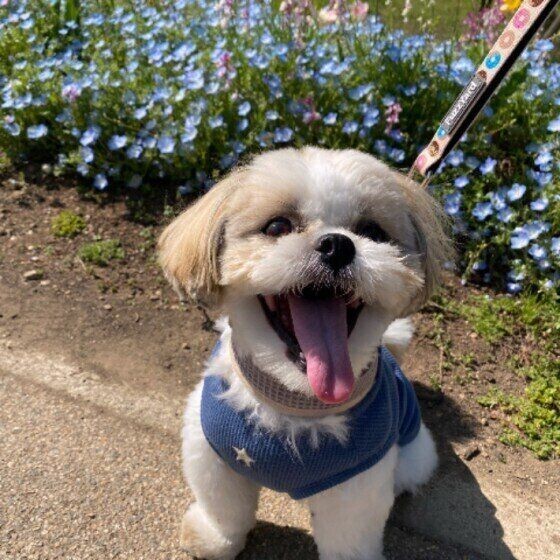 自宅で行う犬の歯石取りは危険 スケーラーで出血や骨折も