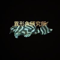 異形魚研究所
