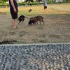 天天公園狗朋朋🐶天天開心🥰