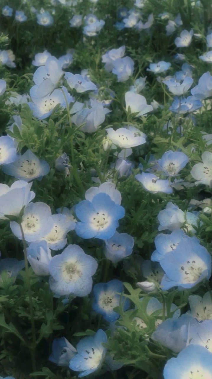 生活音投稿room🌷