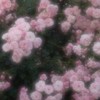 生活音 学園 ❕❕